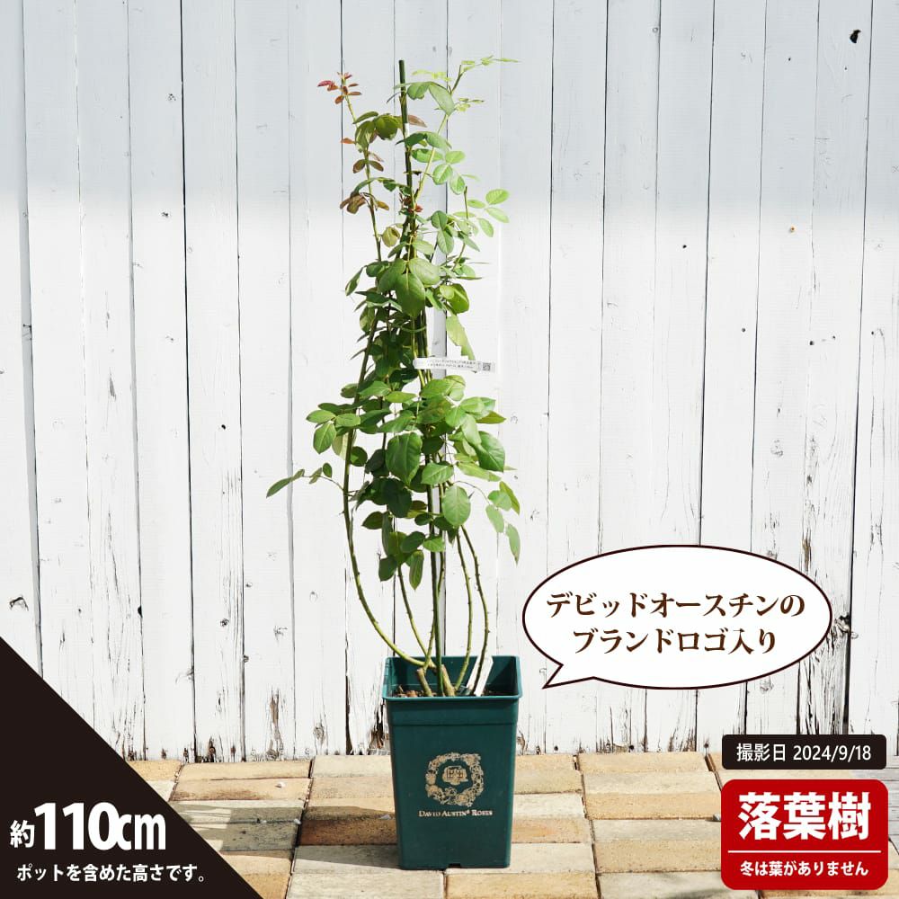 000000024393-02.jpg?size=l&w=