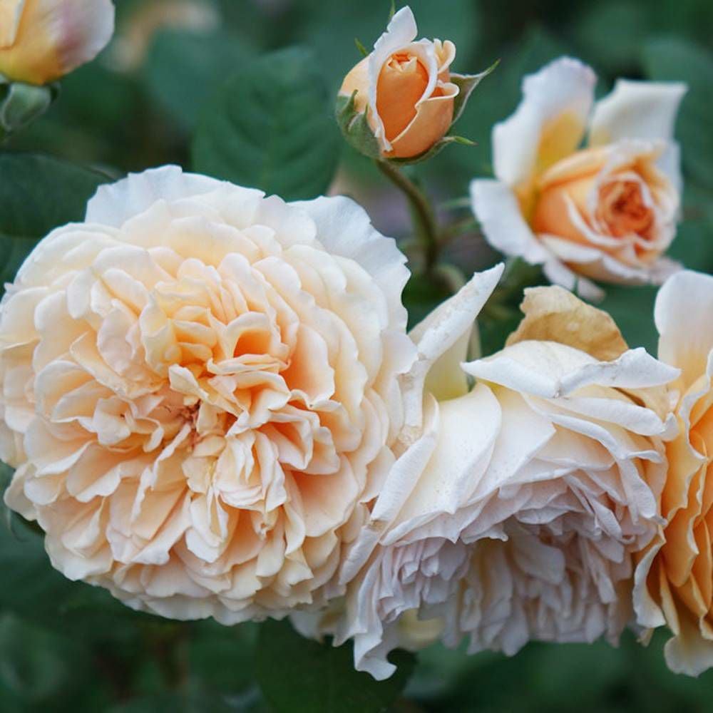 000000024394-07.jpg?size=l&w=