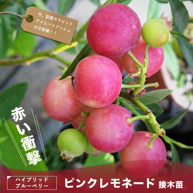 ブルーベリー ハイブリッド系 ピンクレモネード 苗 販売 苗木部 By 花 