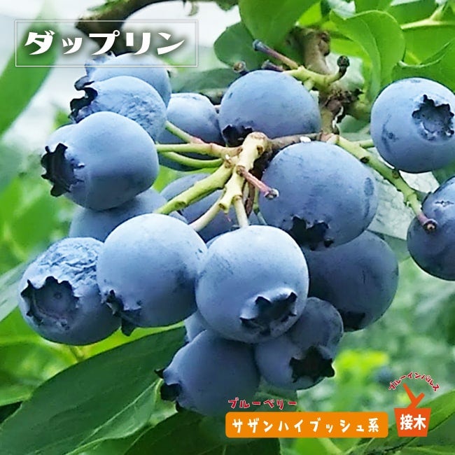 サミット サザンハイブッシュ系 ブルーベリー 苗 販売 苗木部 By 花