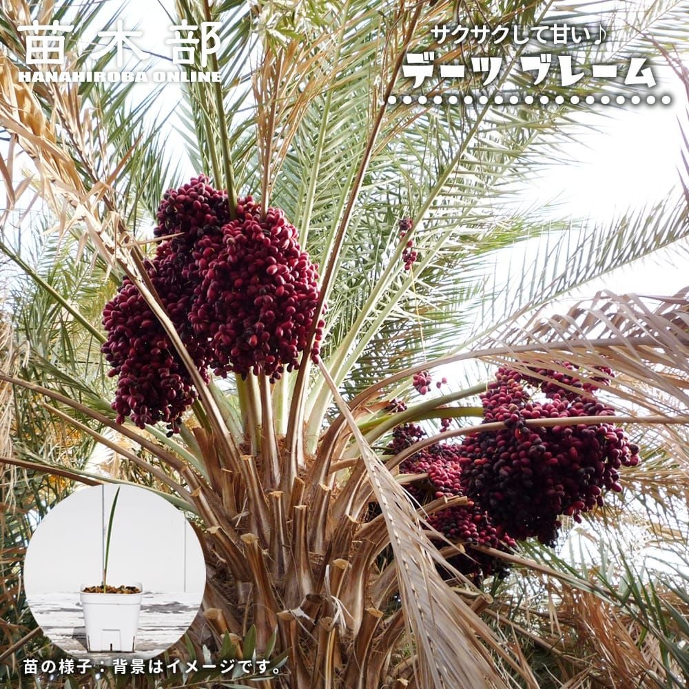 ブラヘア アルマータ 苗 通販 苗木部 By 花ひろばオンライン