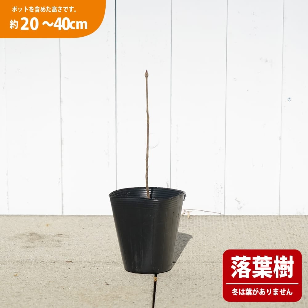 ソテツ 苗 おすすめ 苗木部 By 花ひろばオンライン