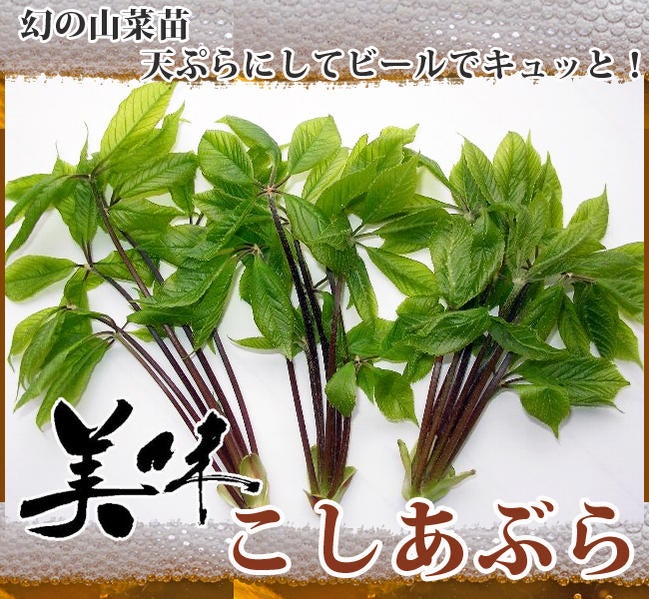 山菜の女王こしあぶら苗・苗木　② ★ポット発送　★新芽出てます！ コシアブラ 苗 通販 植え方や育て方 苗木部 By 花ひろばオンライン