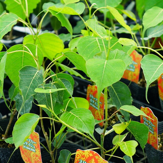 菩提樹 インドボダイジュ スリー マハー 苗 通販 苗木部 By 花ひろば