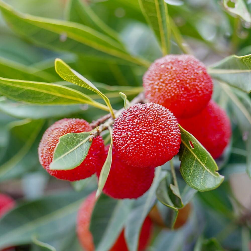 000000024927-01.jpg?size=l&w=