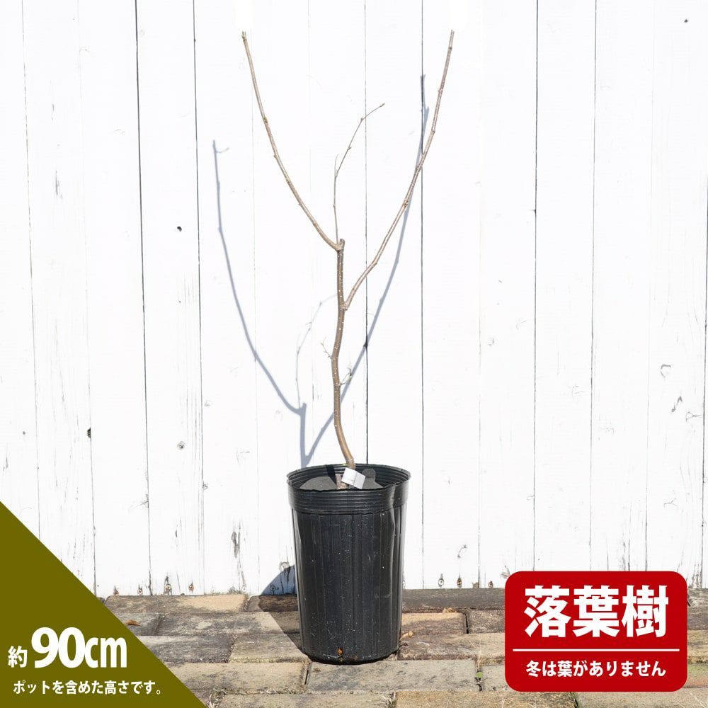 ヘーゼルナッツ ノッティンガムフルーヒェ 苗 おすすめ 苗木部 By 花