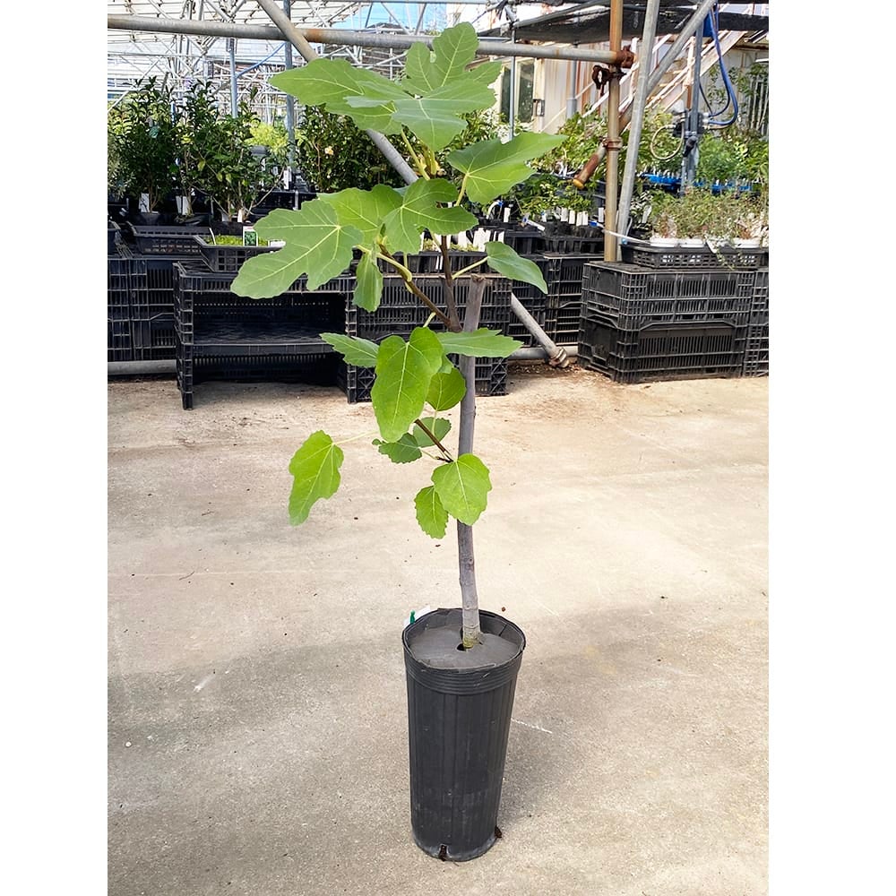 000000025101-04.jpg?size=l&w=