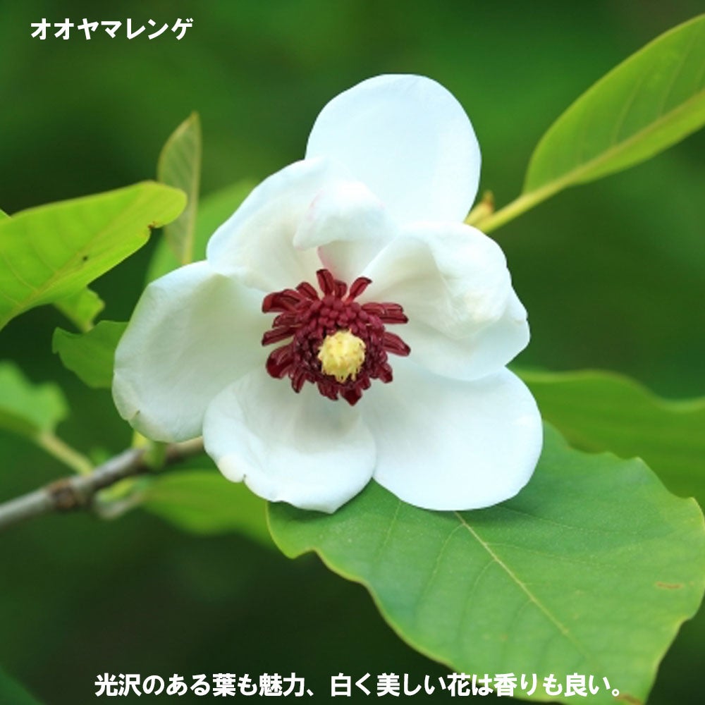 000000025298-01.jpg?size=l&w=