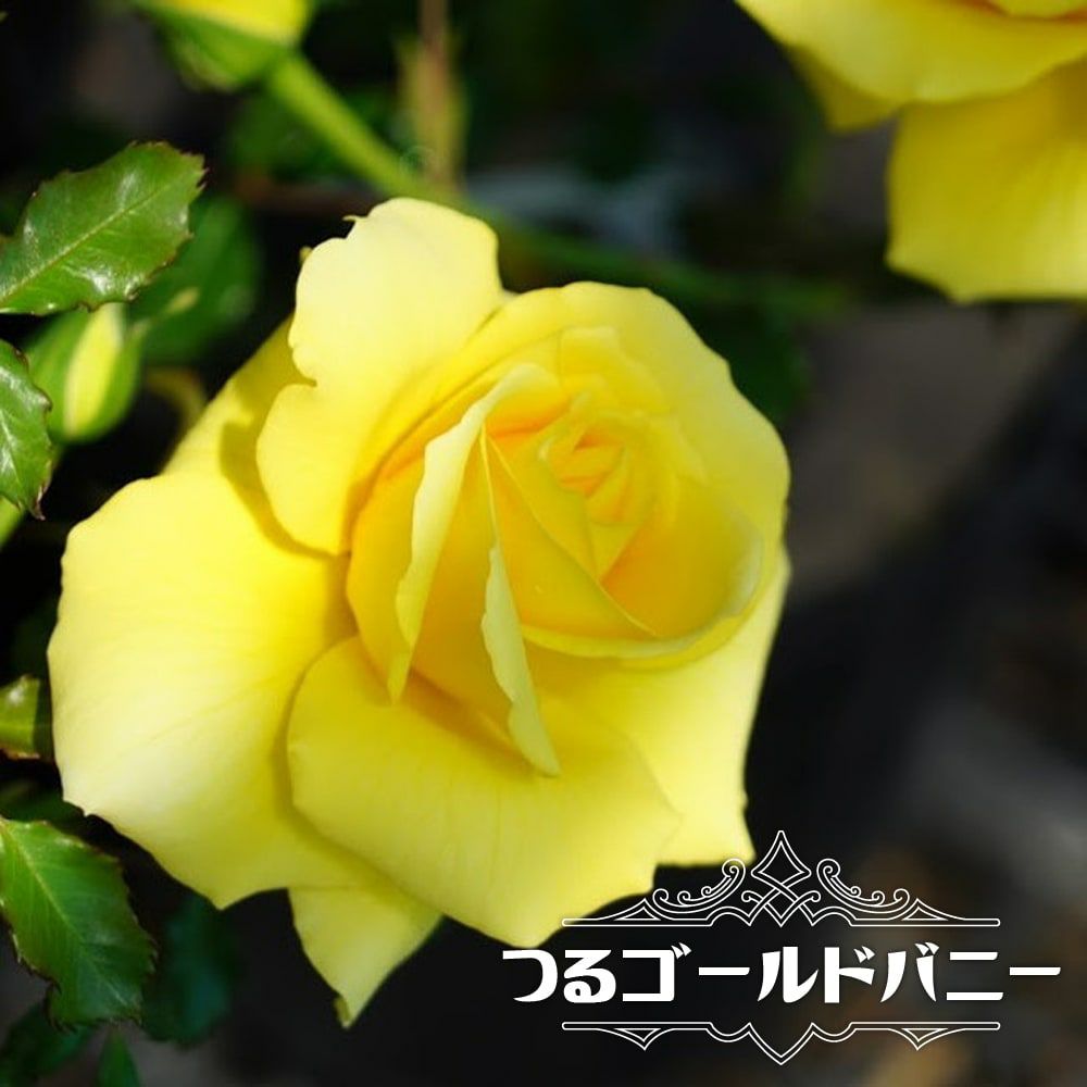 000000025391-01.jpg?size=l&w=