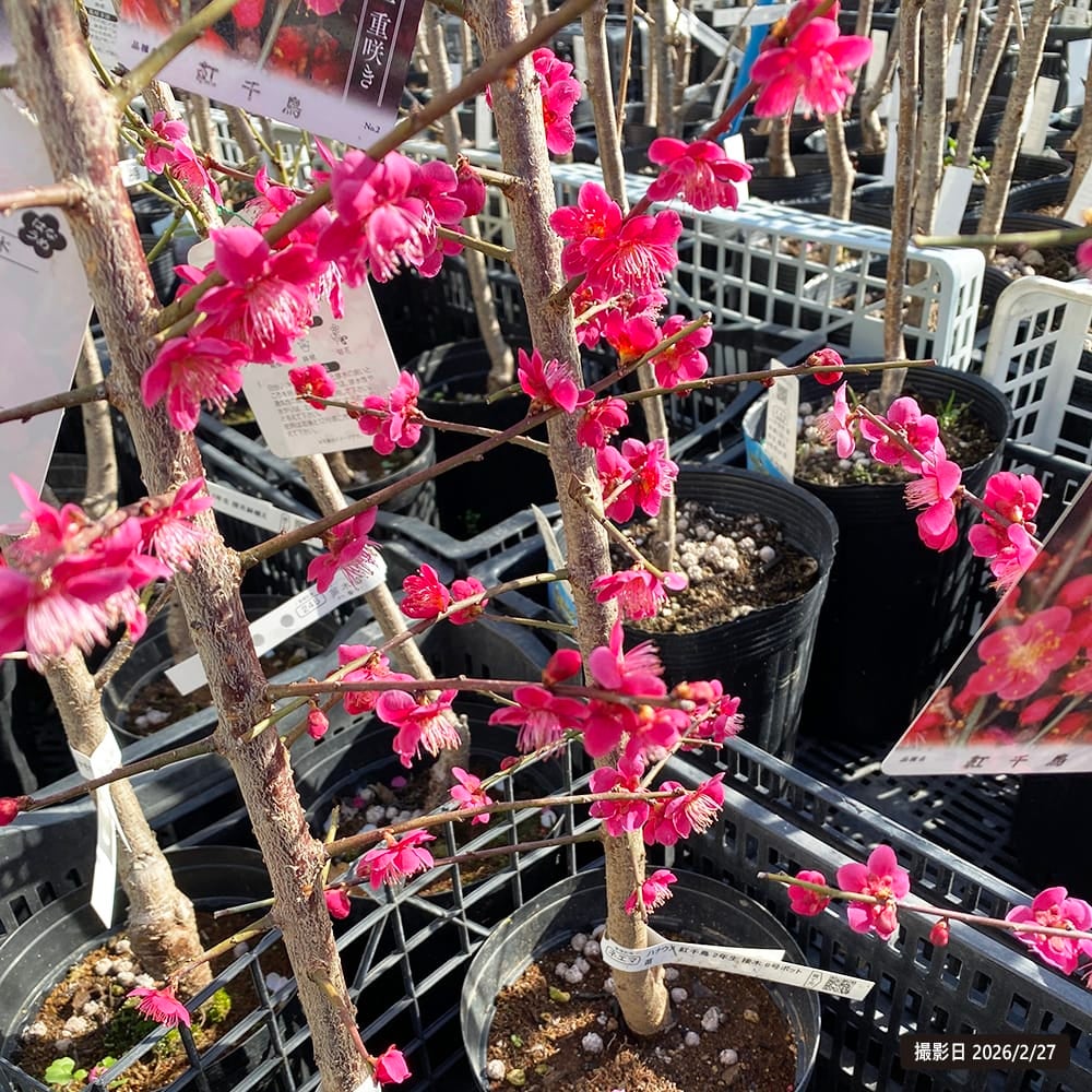 ウメ 鹿児島紅梅 花梅 緋梅系 苗 販売 苗木部 By 花ひろばオンライン