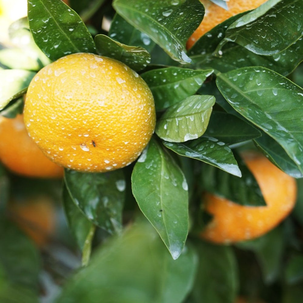 000000025550-02.jpg?size=l&w=