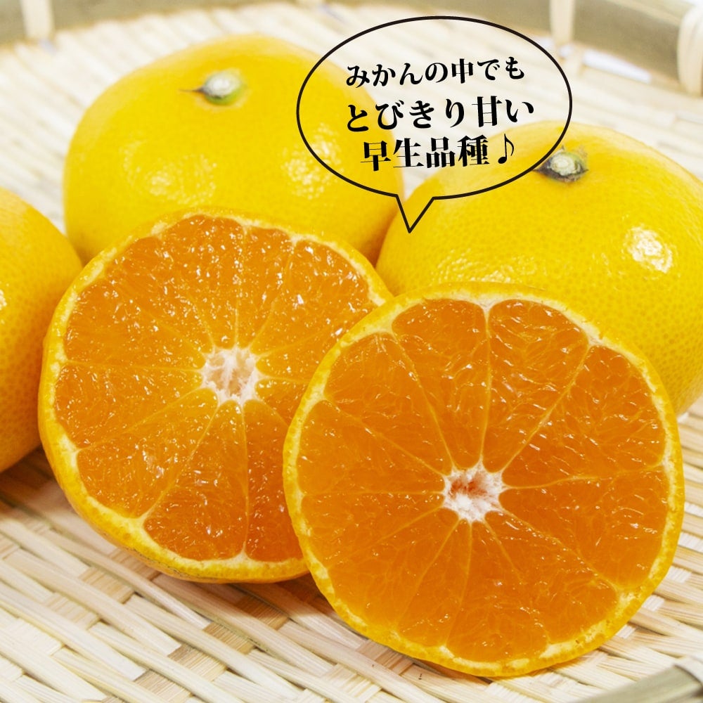 ゆら早生みかん 3年生 結実実績あり！ 000000025551-02.jpg?size=l&w=