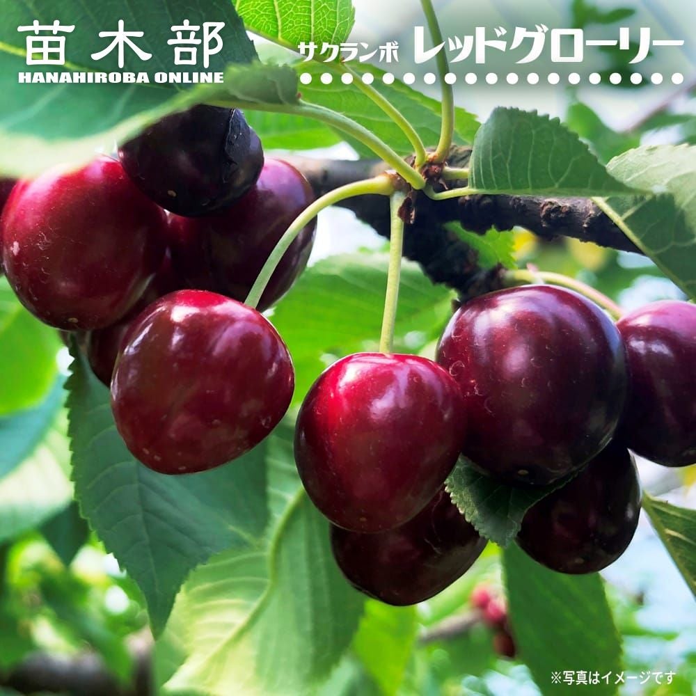 サクランボ カナディアンチェリー 苗 販売 苗木部 By 花ひろばオンライン