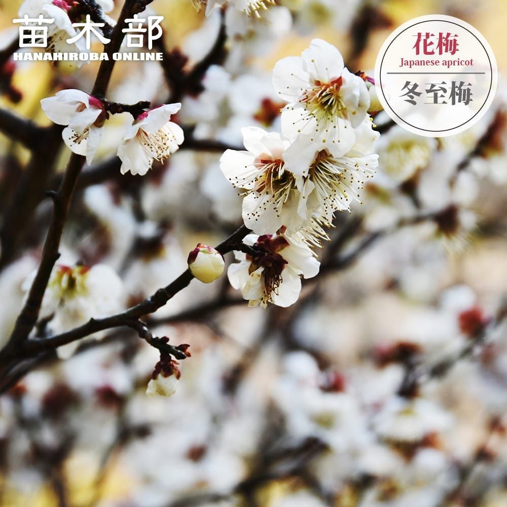 ウメ 雲竜梅 花梅 青軸性 苗 販売 苗木部 By 花ひろばオンライン