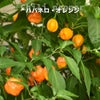 ハバネロ オレンジ
