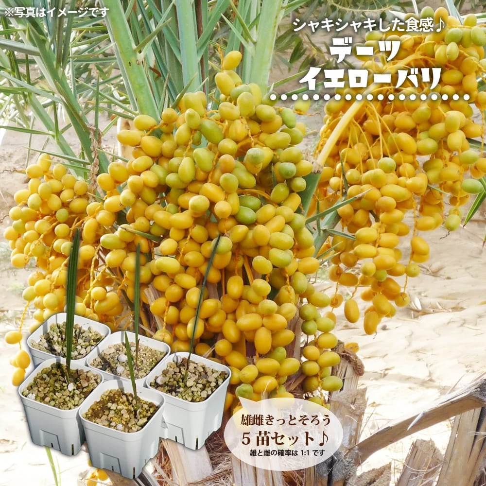 ヘーゼルナッツ ロードゼラヌート 苗 通販 苗木部 By 花ひろばオンライン