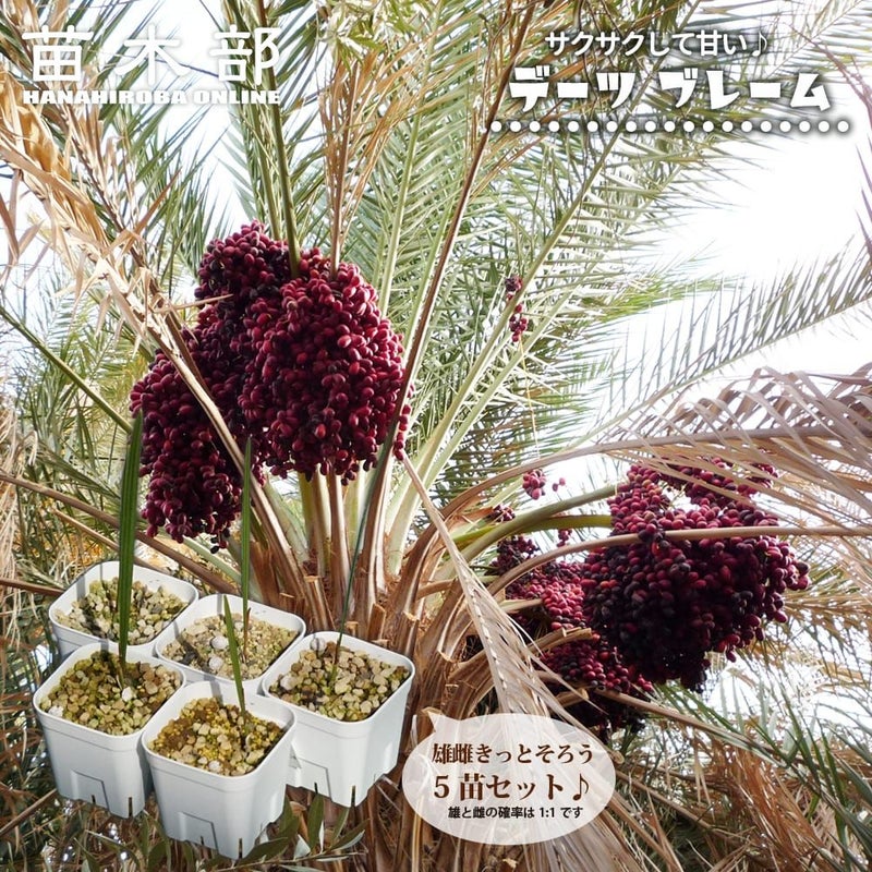 ヤシ 苗 【ナツメヤシ （デーツ）】 5年生 実生苗 （雄雌 不明） 楽天 