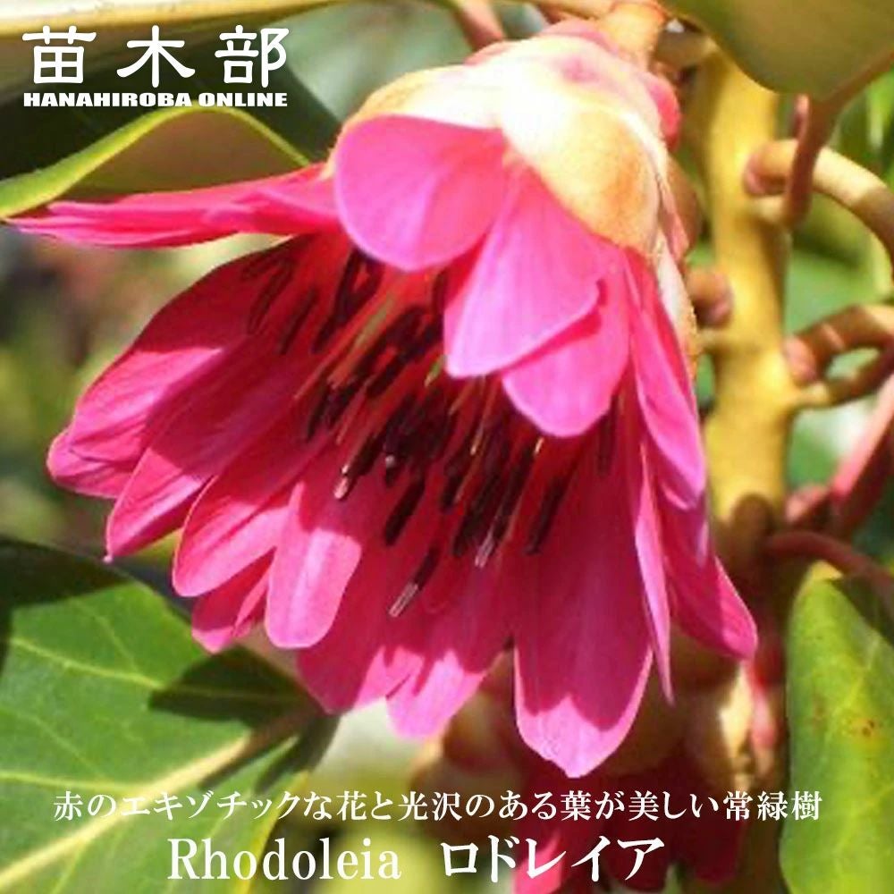 000000125776-01.jpg?size=m&w=