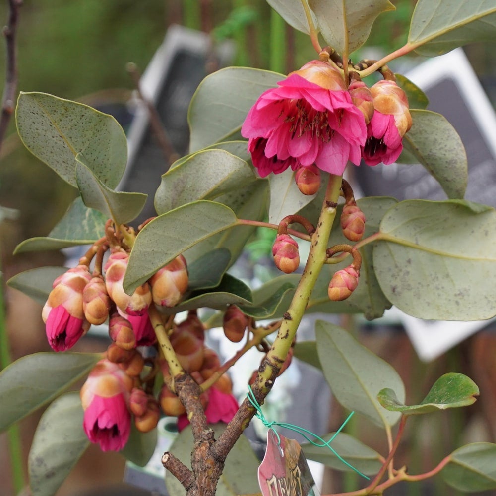 ロドレイア ヘンリー レッドファンネル 苗 通販 苗木部 By 花ひろば