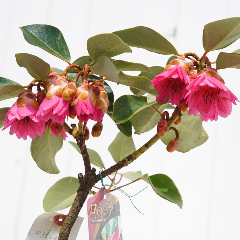 000000125776-06.jpg?size=l&w=