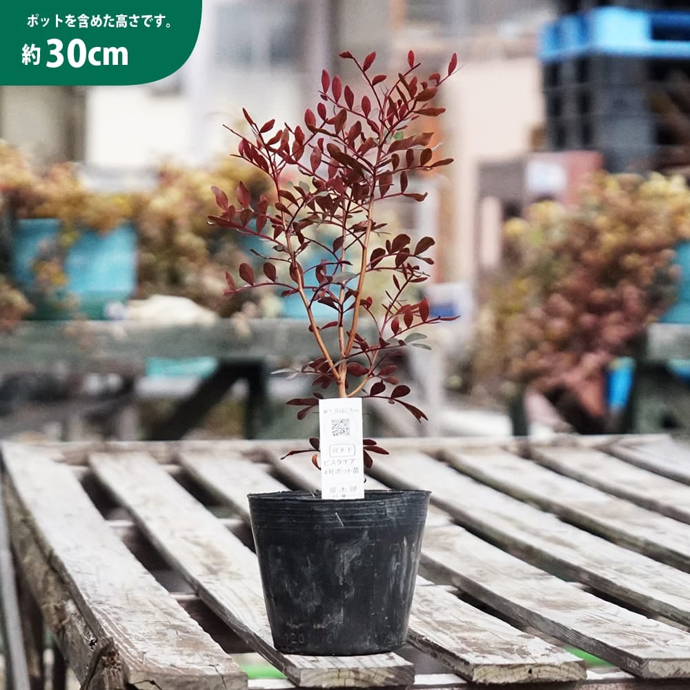 000000125777-04.jpg?size=l&w=