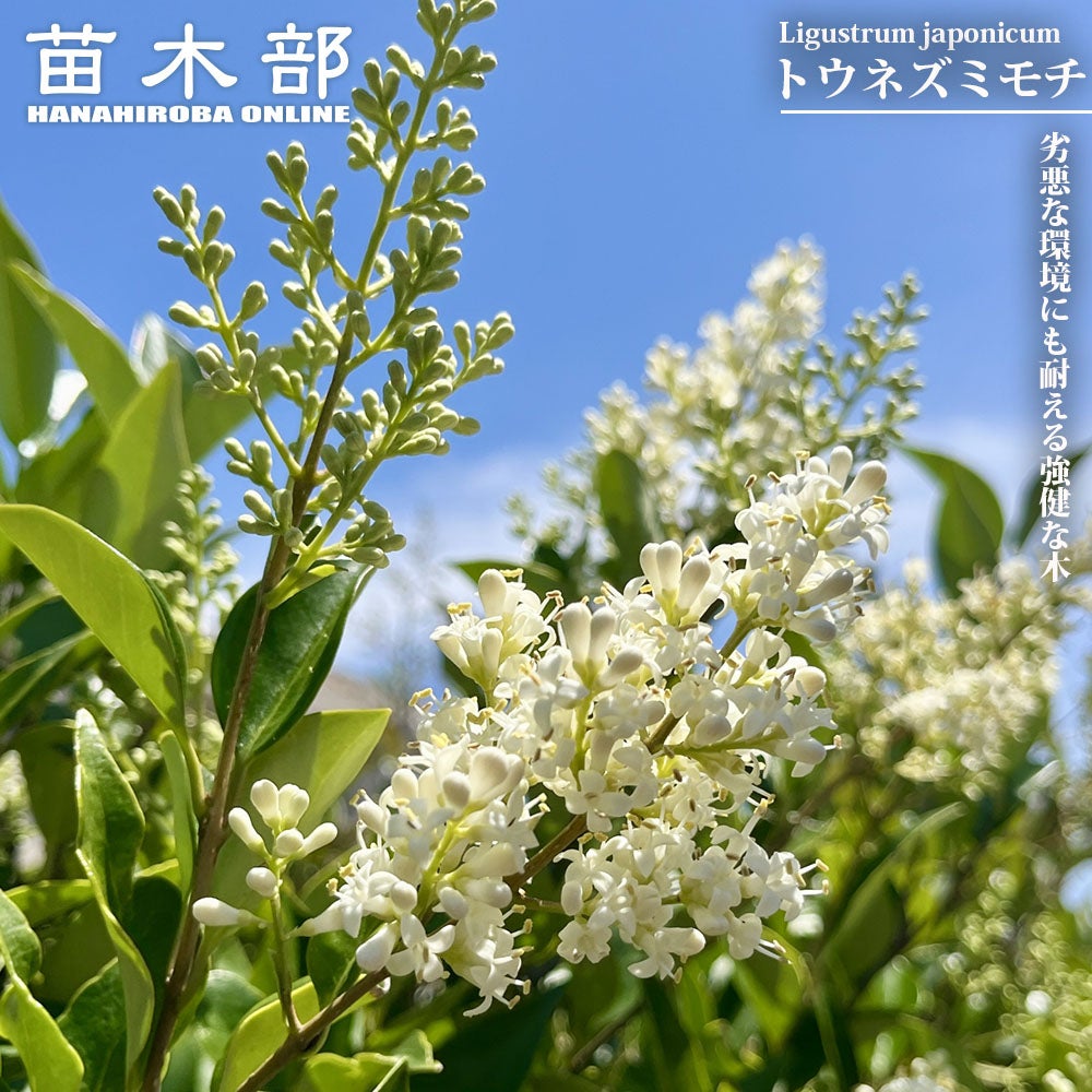 トウネズミモチ 苗 販売 苗木部 By 花ひろばオンライン