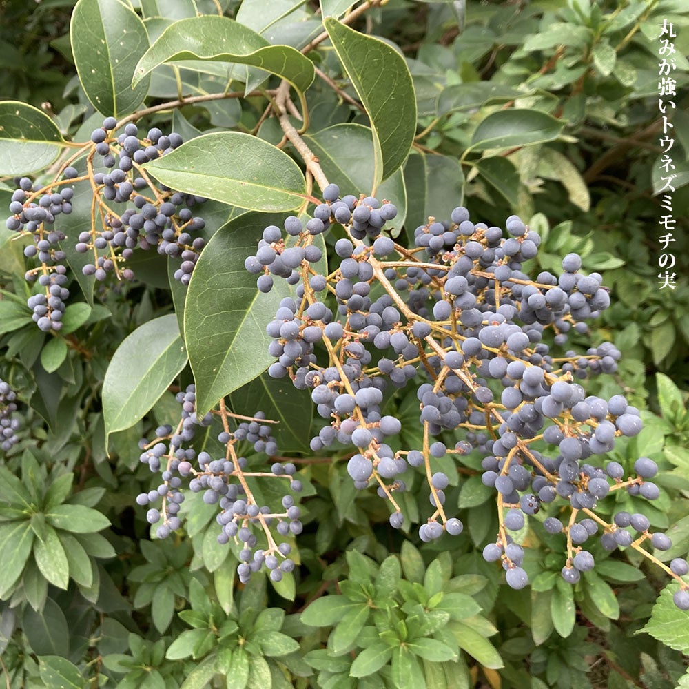 000000025895-03.jpg?size=l&w=