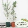 シーベリー アスコラとオスの受粉樹セット
