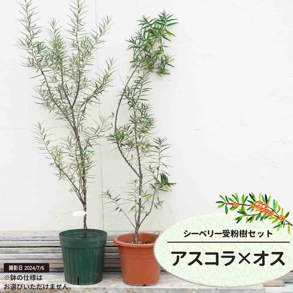 シーベリー アスコラとオスの受粉樹セット