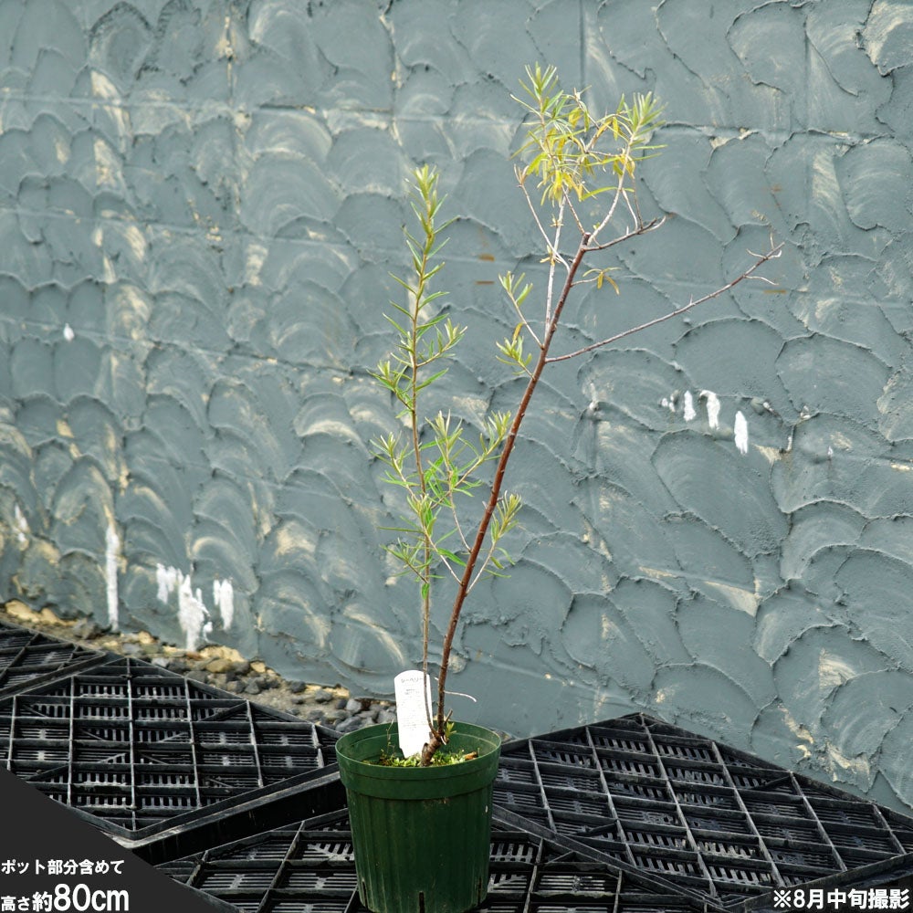 シーベリー フルガナ