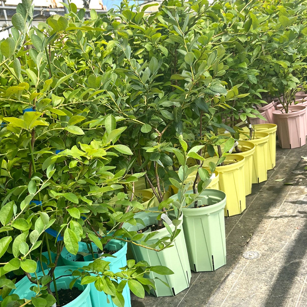 000000026079-03.jpg?size=l&w=