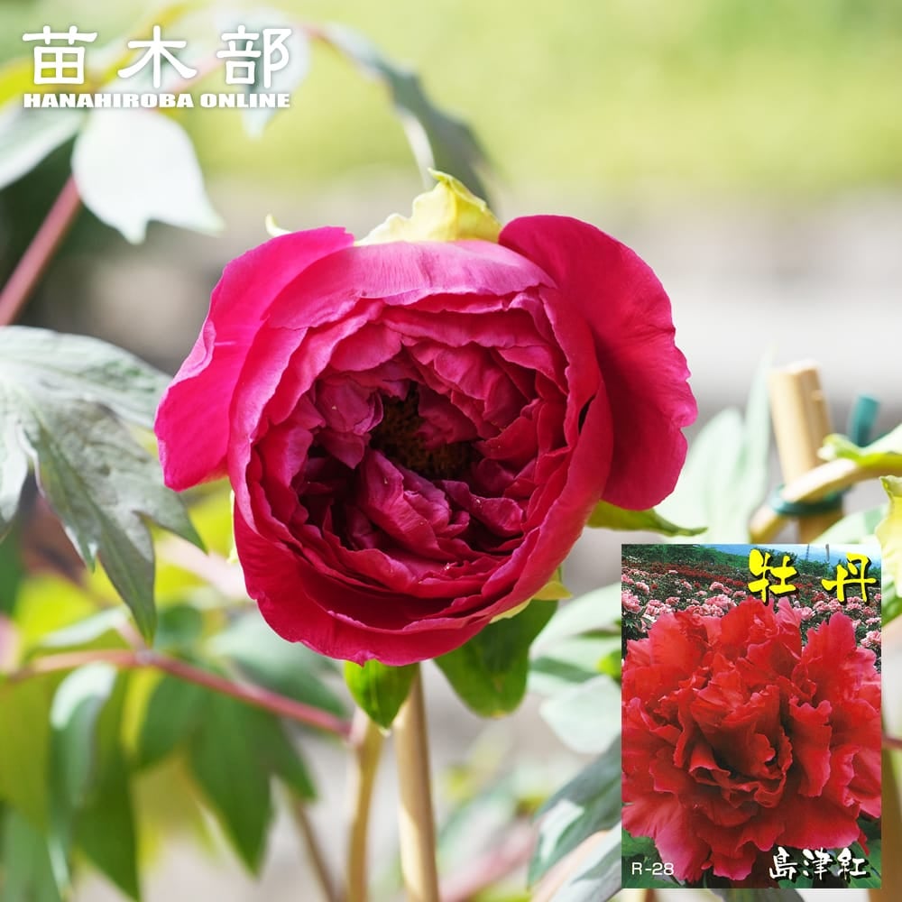 牡丹 鎌田錦 苗 販売 苗木部 By 花ひろばオンライン