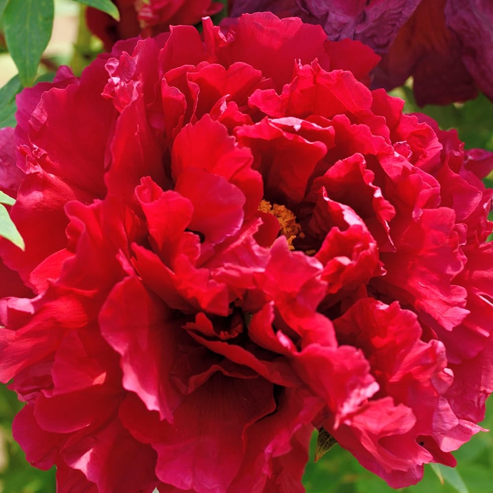 牡丹 島津紅 苗 販売 苗木部 By 花ひろばオンライン
