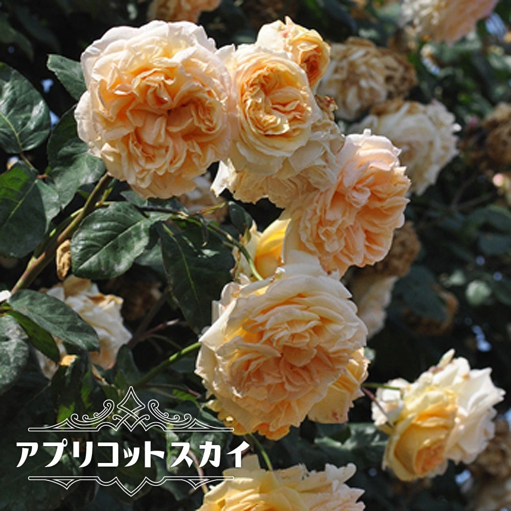 000000026196-01.jpg?size=l&w=