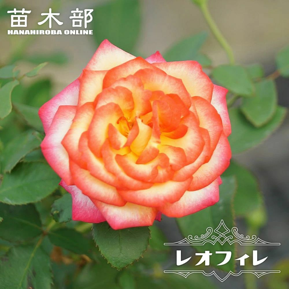 バラ レオフィレ 苗 販売 苗木部 By 花ひろばオンライン
