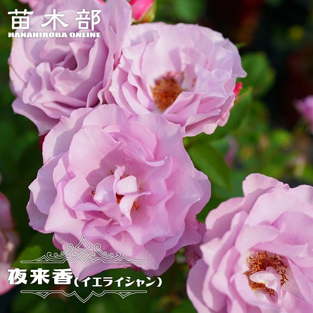 バラ 夜来香 （イエライシャン） 苗 販売 苗木部 By 花ひろばオンライン