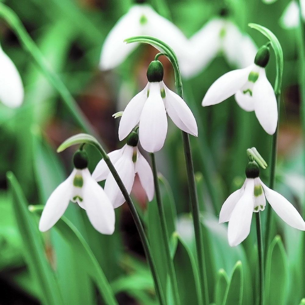 スノードロップ ガランサス エルウェシー 苗 販売 苗木部 By 花ひろば