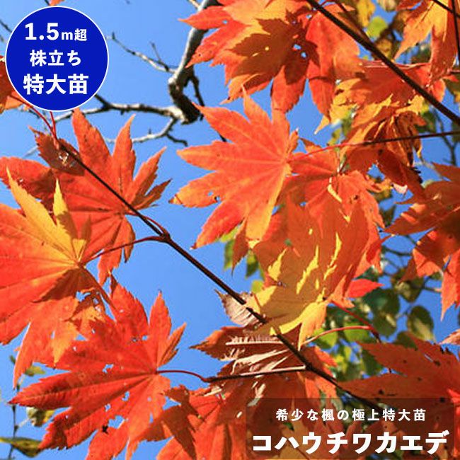 カエデ・もみじ コハウチワカエデの通販 おすすめ 苗木部 By 花ひろば