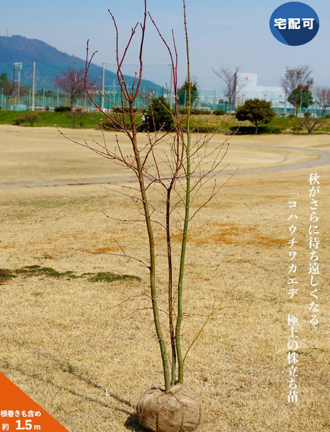 カエデ・もみじ コハウチワカエデの通販 おすすめ 苗木部 By 花ひろば