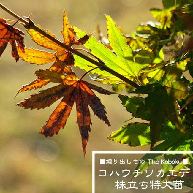 カエデ・もみじ コハウチワカエデの通販 おすすめ 苗木部 By 花ひろば