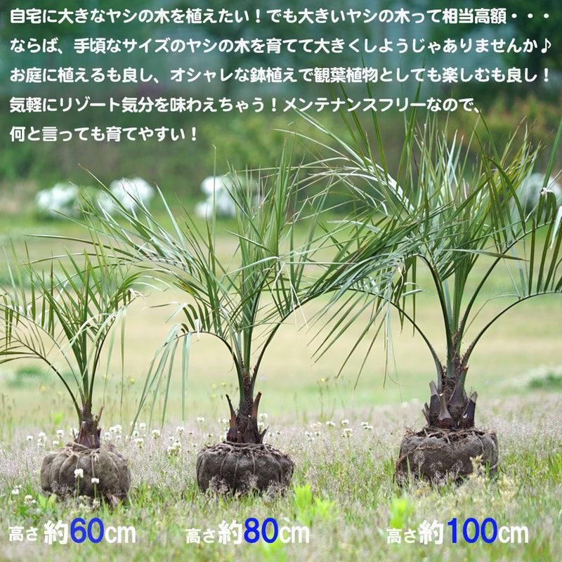 000000026435-05.jpg?size=l&w= 