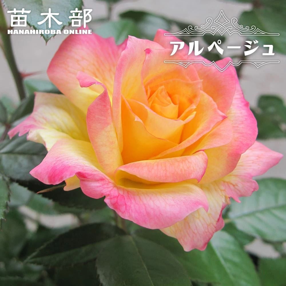 複色咲きのバラ | 苗木部 本店 By 花ひろばオンライン