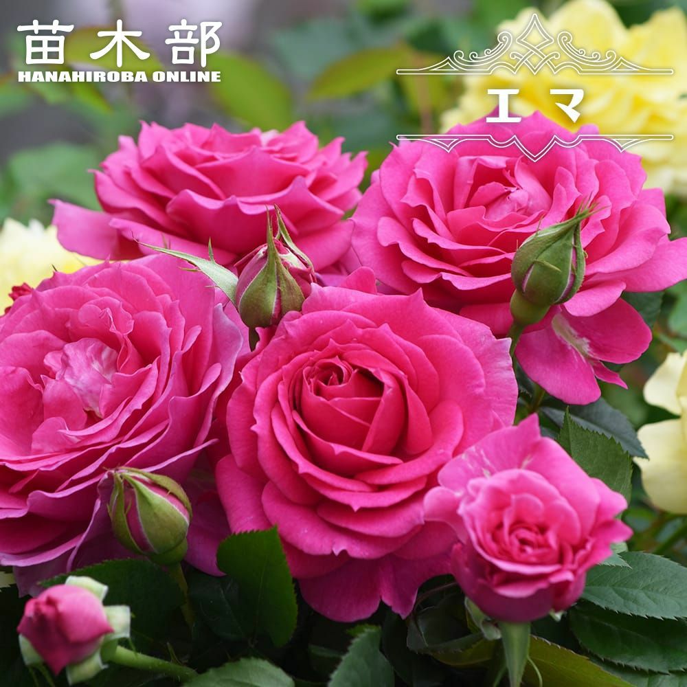 000000126576-01.jpg?size=l&w=