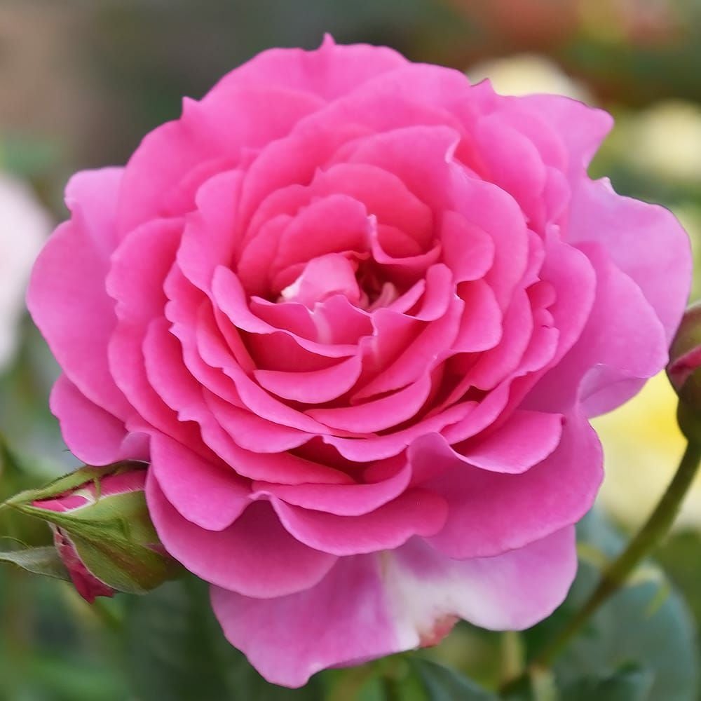 バラ エマ FL フロリバンダ 苗 販売 苗木部 By 花ひろばオンライン