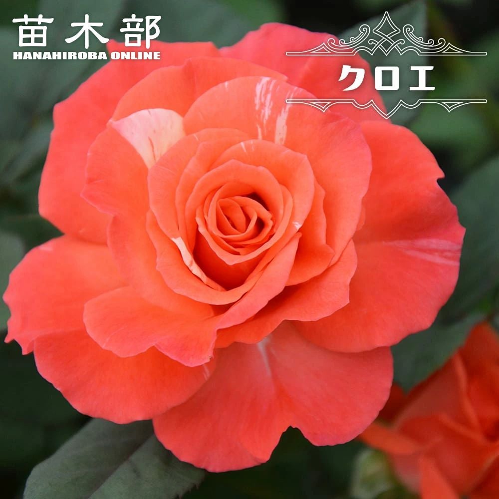 000000126577-01.jpg?size=l&w=