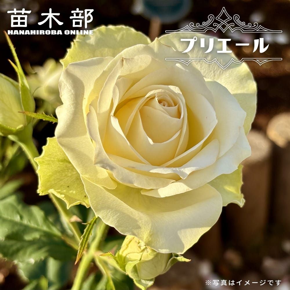 木立ち・ブッシュ | 苗木部 本店 By 花ひろばオンライン