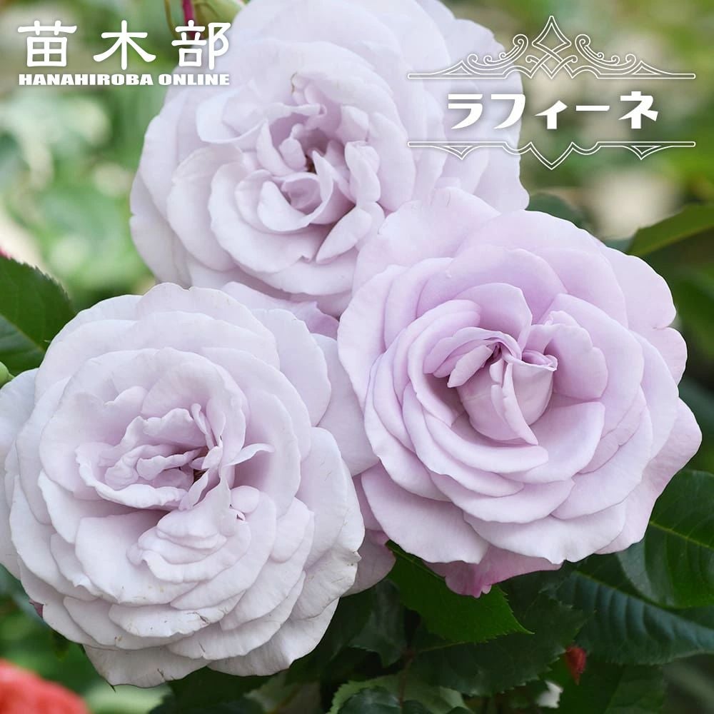 バラ ノヴァーリス S シュラブ （半つるバラ） 苗 販売 苗木部 By 花