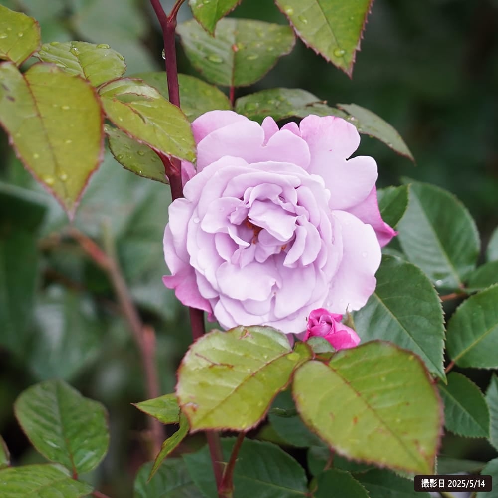 バラ ラフィーネ FL フロリバンダ 苗 販売 苗木部 By 花ひろばオンライン