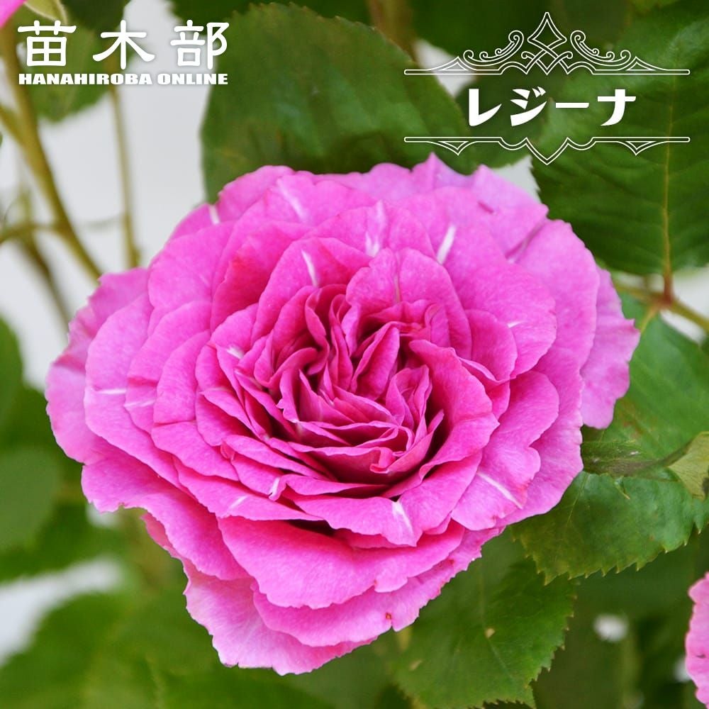 バラ エマ FL フロリバンダ 苗 販売 苗木部 By 花ひろばオンライン