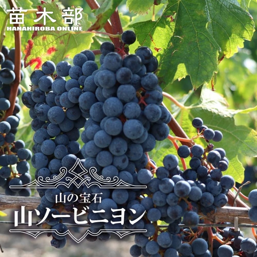 000000026745-01.jpg?size=l&w=